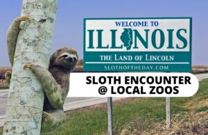 Sloth Encounter in Illinois Sloth of The Day