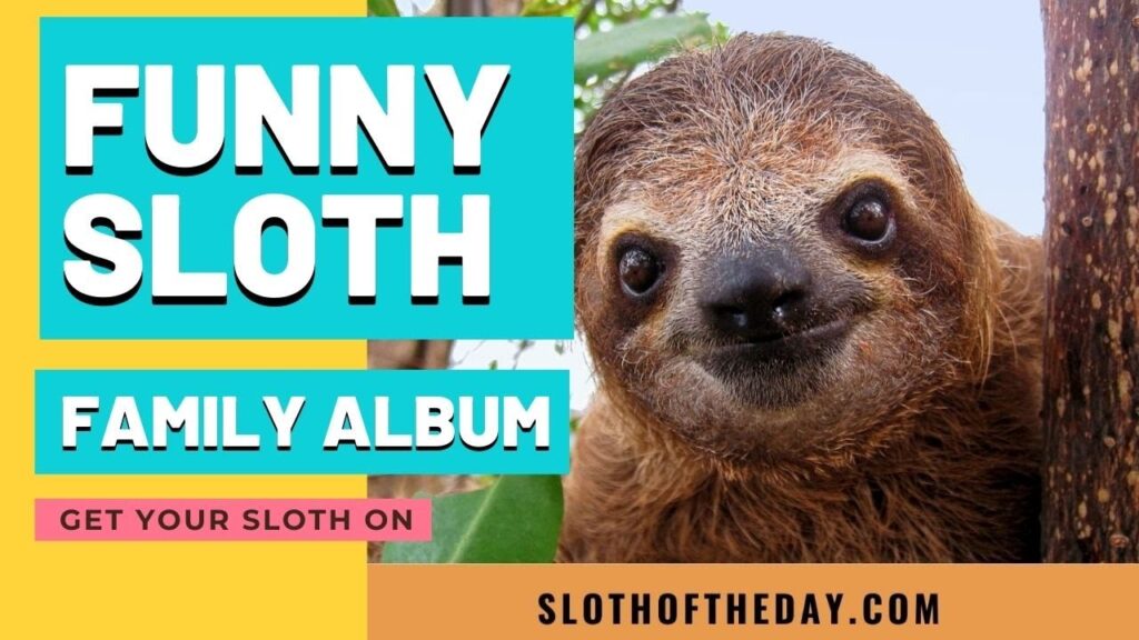 Funny Sloth Family Album Video by Sloth Of The Day