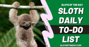 Sloth Daily To Do List by Sloth of The Day