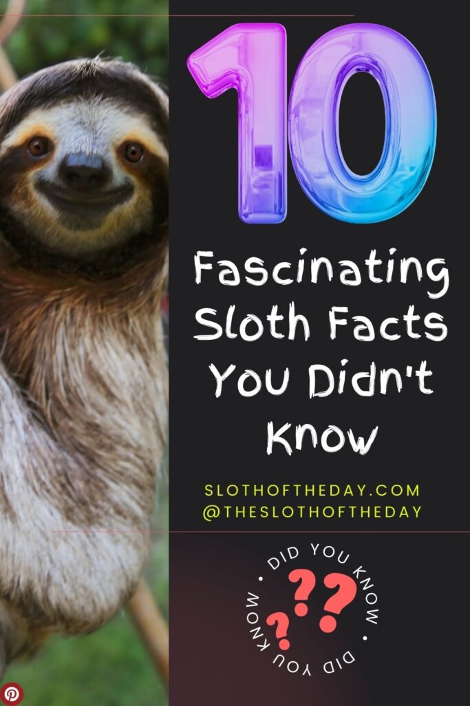 10 Fascinating Sloth Facts You Didn't Know Pinterest