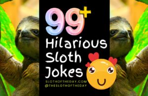 99 Hilarious Sloth Jokes That Will Make You Laugh Out Loud