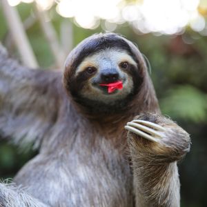 Sloth Feeding Habits