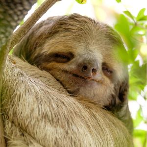 Sloths have a low metabolic rate