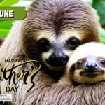 June Wall Calendar Sloth Themed