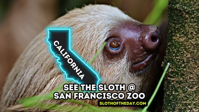 See The San Francisco Zoo Sloth