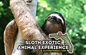 Sloth Exotic Animal Experience in Orlando Florida Guide